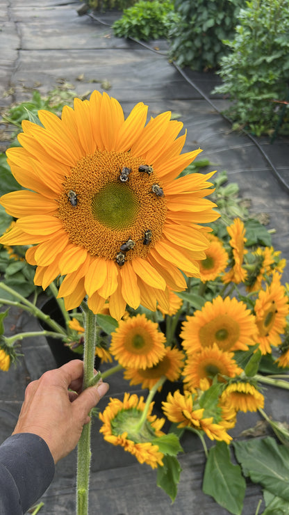 Dahlia & Sunflower festival - September 12