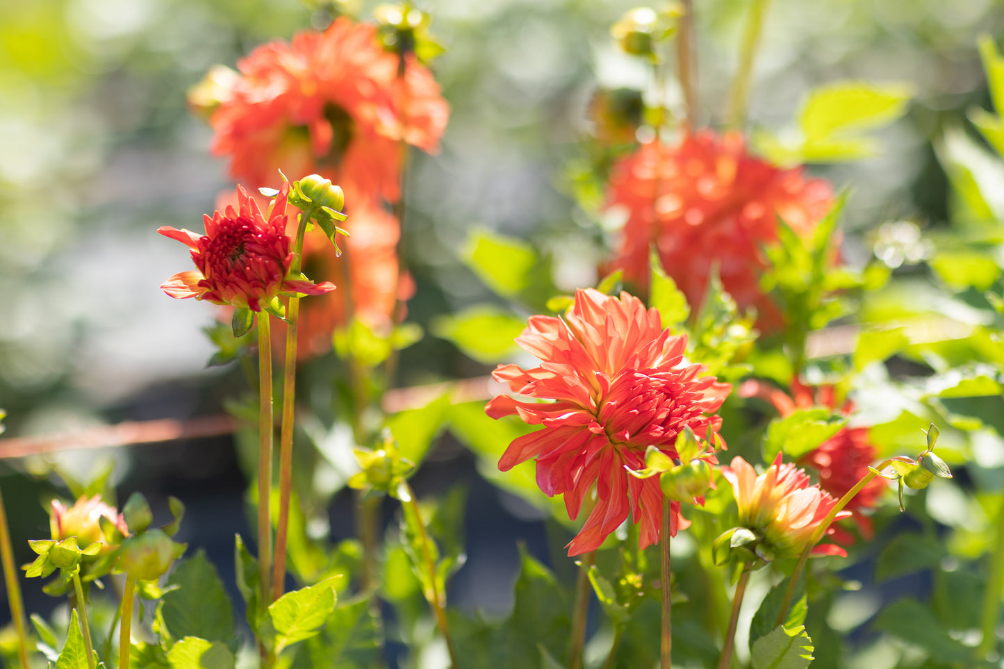 Dahlia & Sunflower festival - September 12