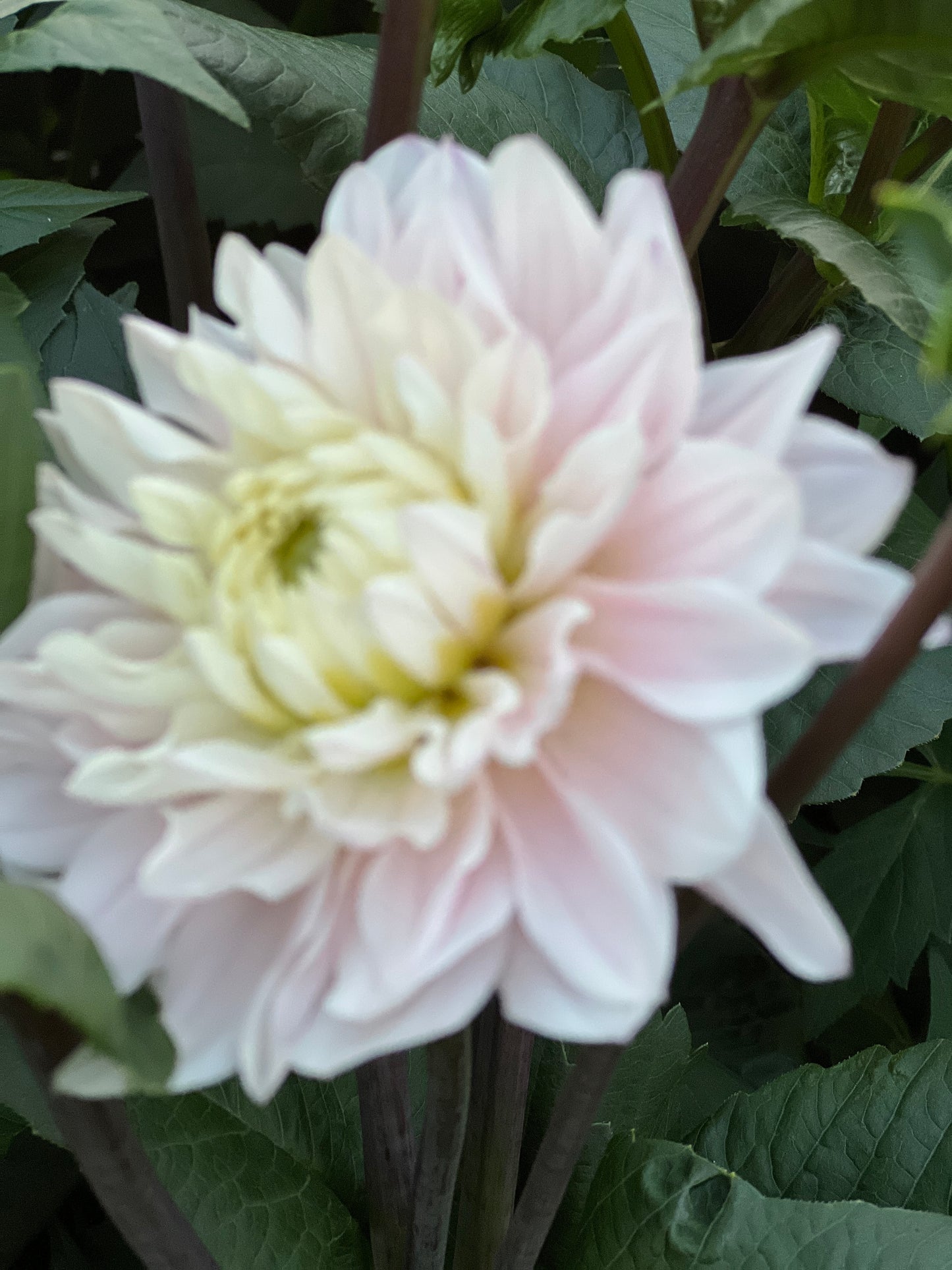 Dahlia & Sunflower festival - September 12