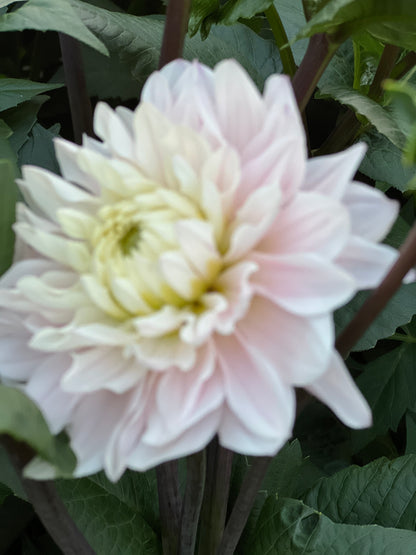 Dahlia & Sunflower festival - September 26