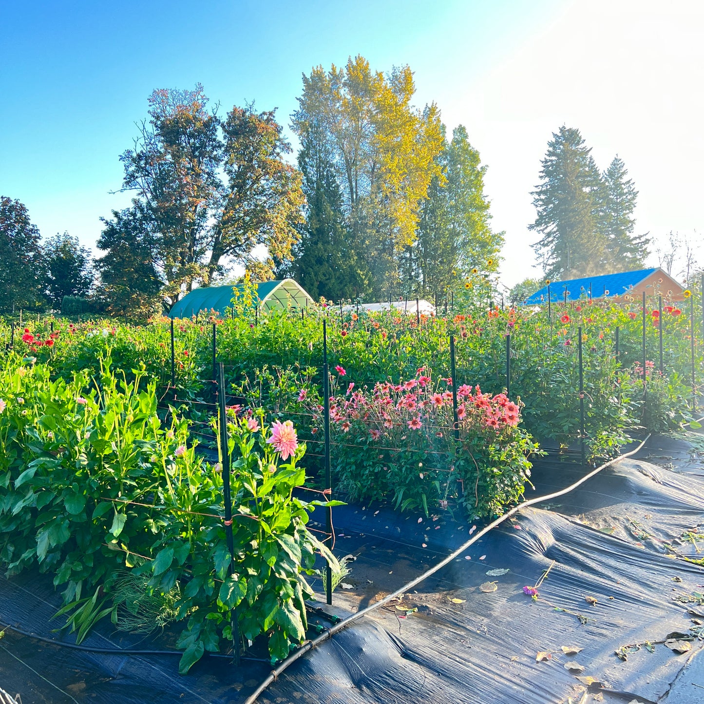 Dahlia & Sunflower festival - September 12