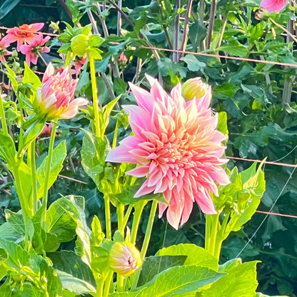 Dahlia & Sunflower festival - September 12