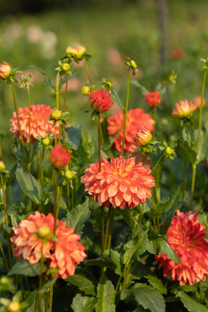 Dahlia & Sunflower festival - September 12