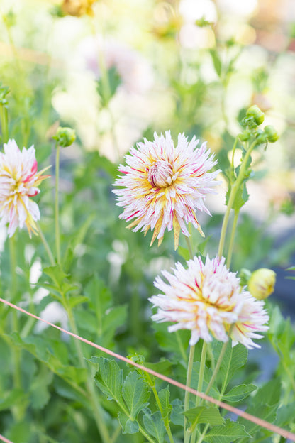 Dahlia & Sunflower festival - September 26