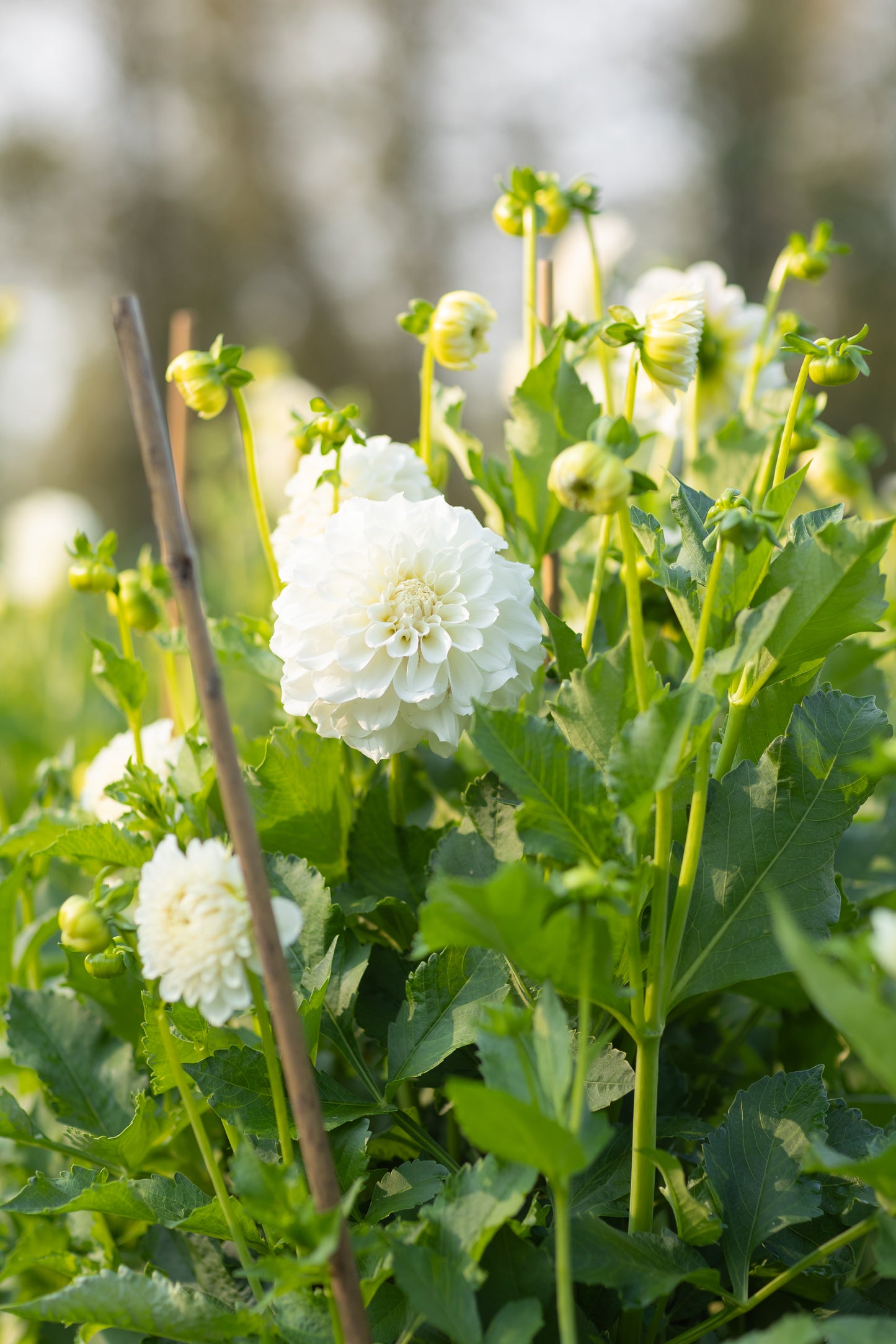 Dahlia & Sunflower festival - September 12