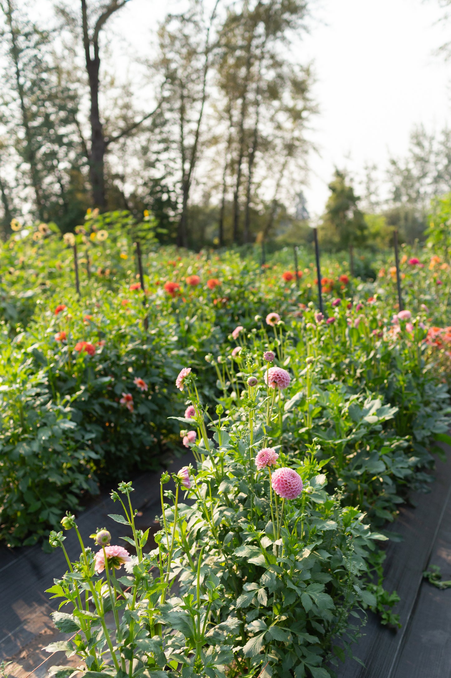 Dahlia & Sunflower festival - September 12