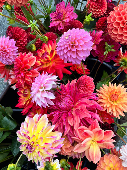 Dahlia & Sunflower festival - September 26
