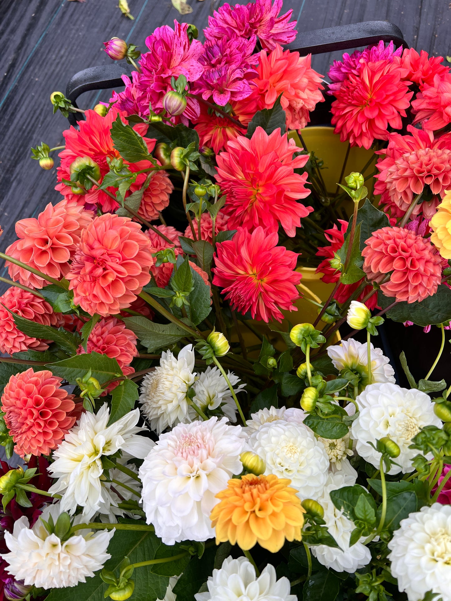 Dahlia & Sunflower festival - September 12